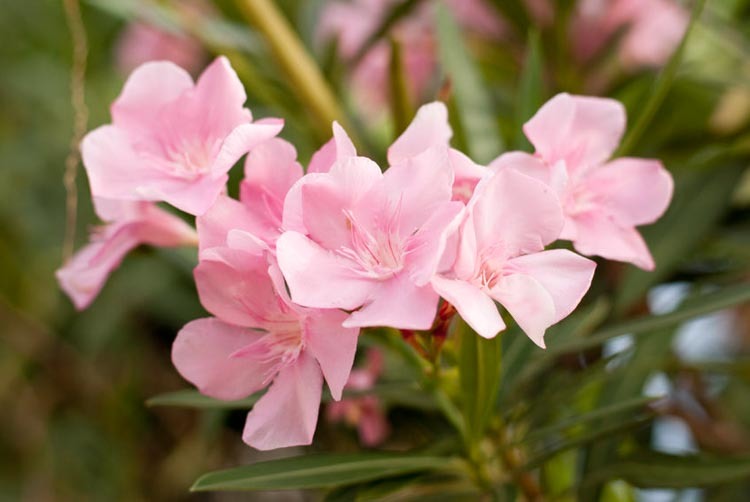 Cantik Namun Beracun, Anda Perlu Elak Dari Memetik 5 Jenis Bunga Ini