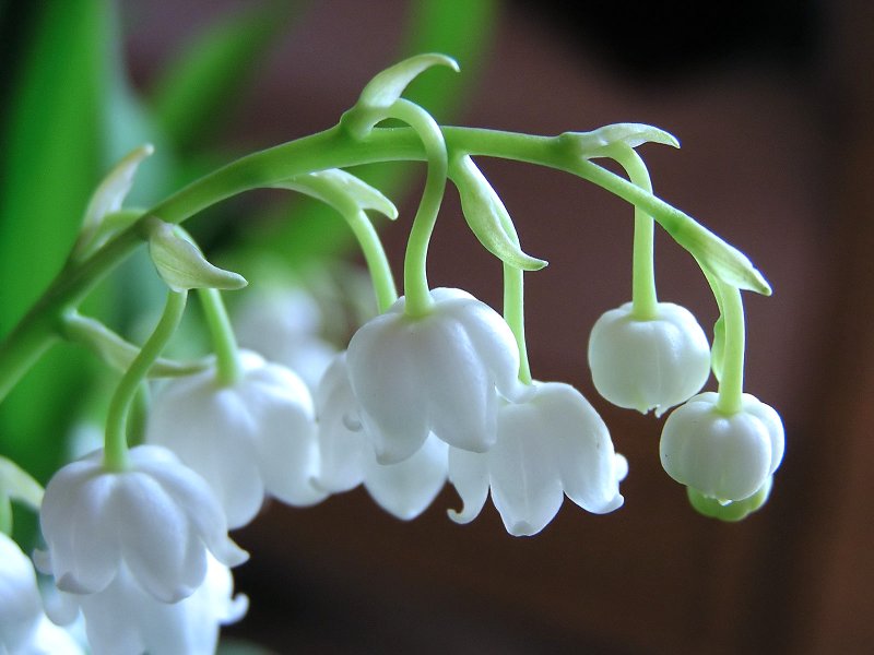 Cantik Namun Beracun, Anda Perlu Elak Dari Memetik 5 Jenis Bunga Ini