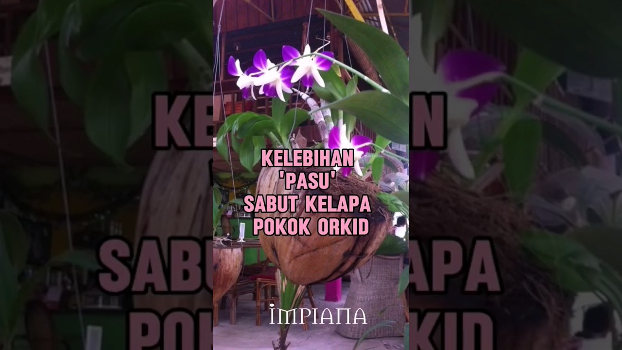 Kelebihan 