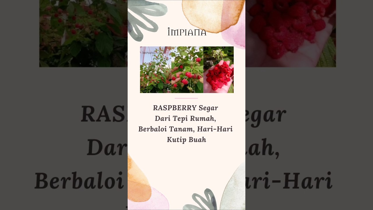 RASPBERRY Segar Dari Tepi Rumah, Berbaloi Tanam Hari-Hari Kutip Buah