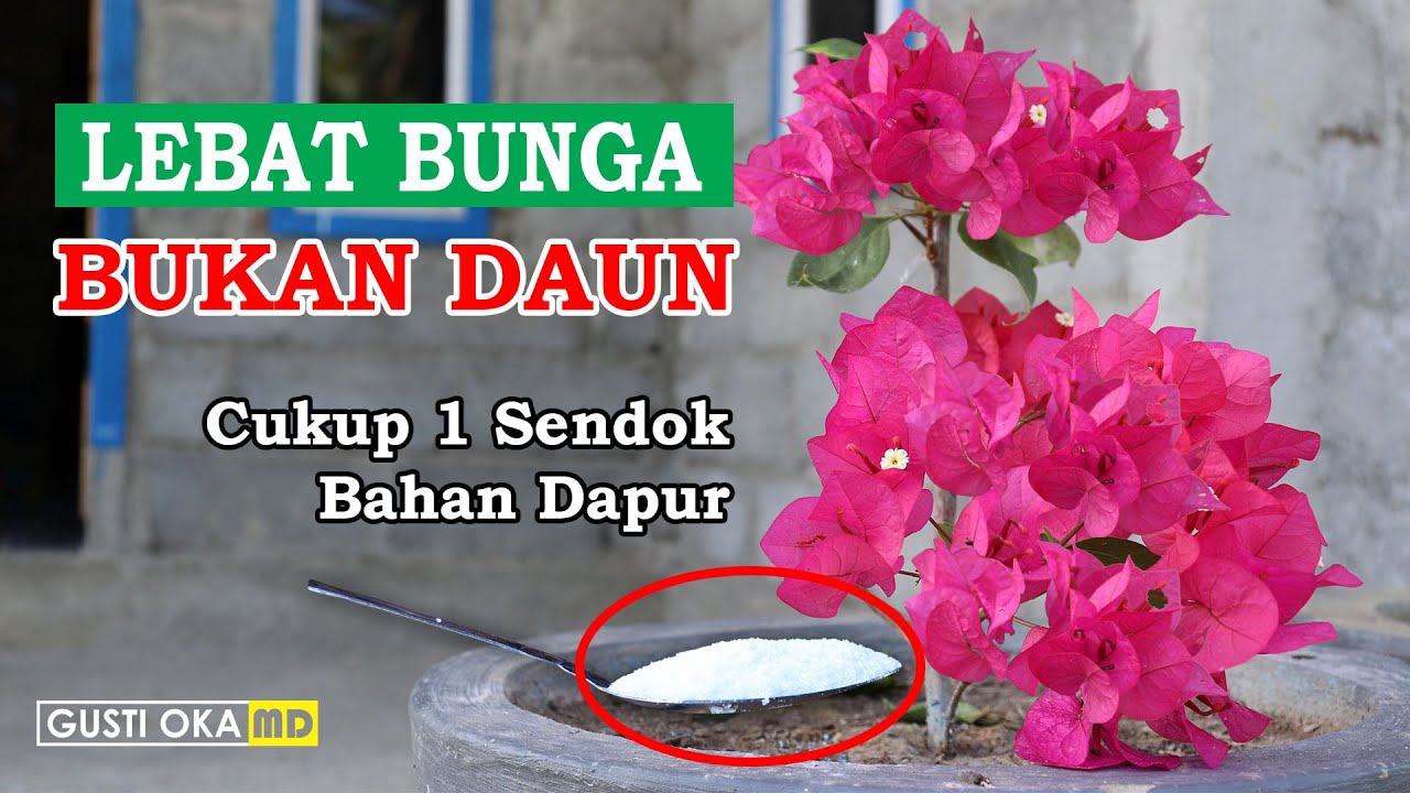 Cukup 1 Sendok, Bunga Bougenville Langsung Lebat
