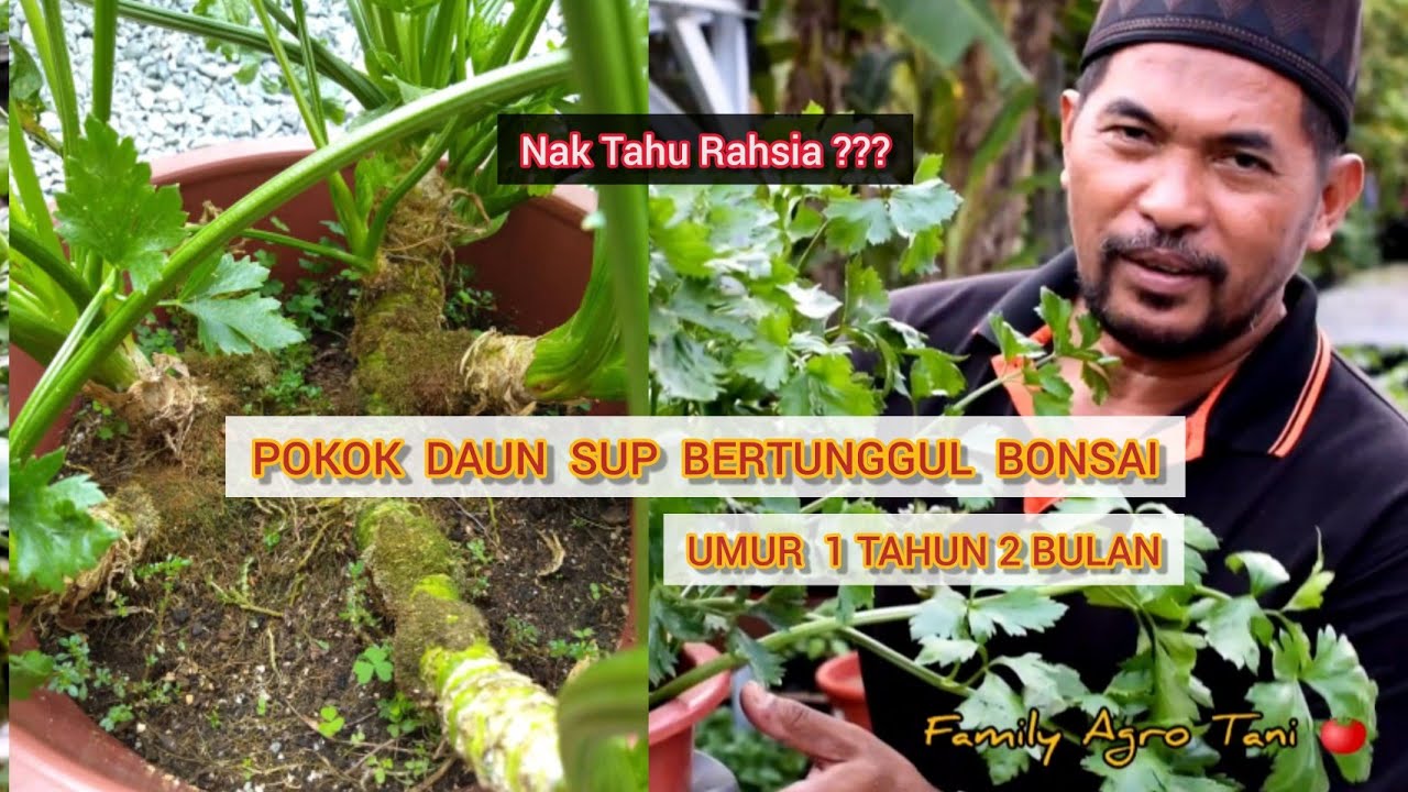 POKOK DAUN SUP BERTUNGGUL BONSAI - UMUR DAH 1 TAHUN 2 BULAN