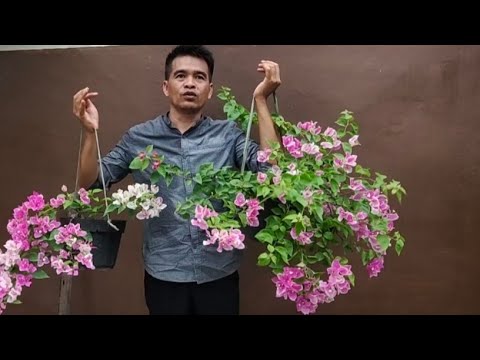 Cara membuat bougenville gantung hasilnya Indah banget