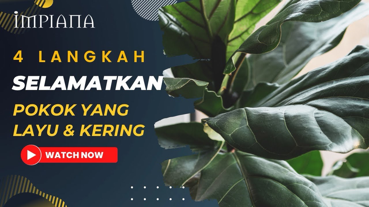 4 Langkah Selamatkan Pokok Yang Layu & Kering