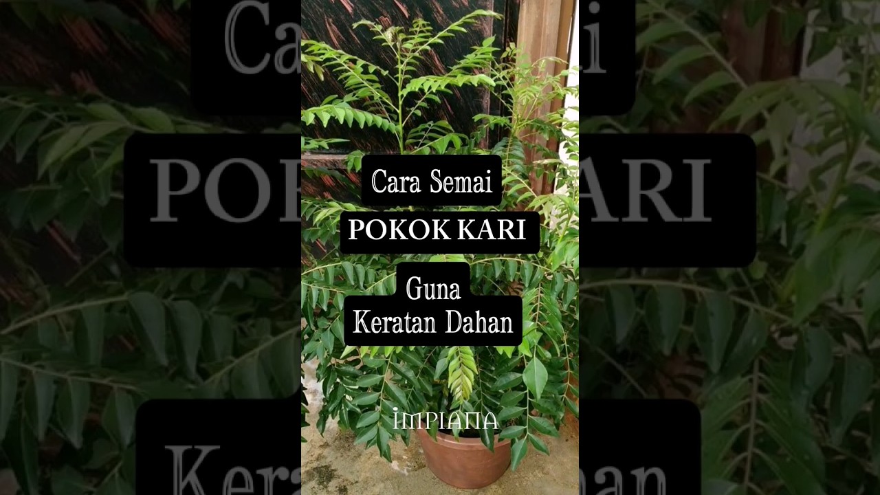 Cara Semai POKOK KARI Guna Keratan Dahan