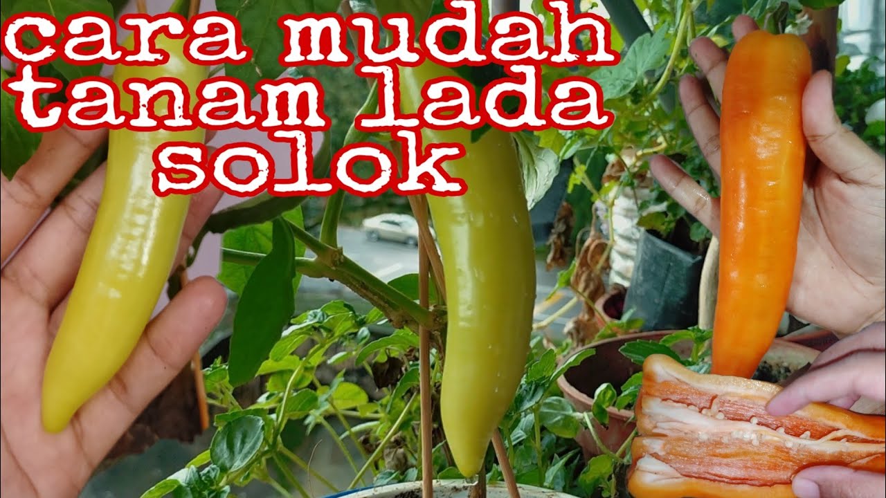 CARA MUDAH TANAM LADA SOLOK MENGGUNAKAN KAEDAH NUTRIPOT