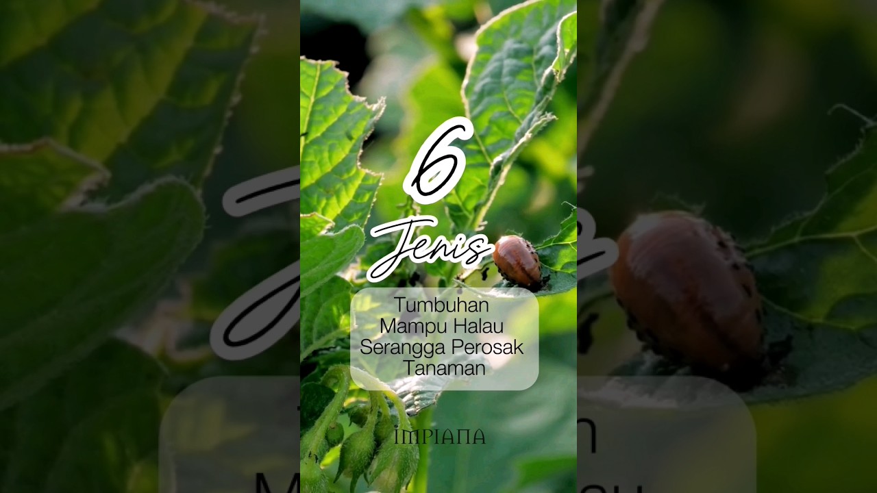 6 Jenis Tumbuhan Mampu Halau Serangga Perosak Tanaman