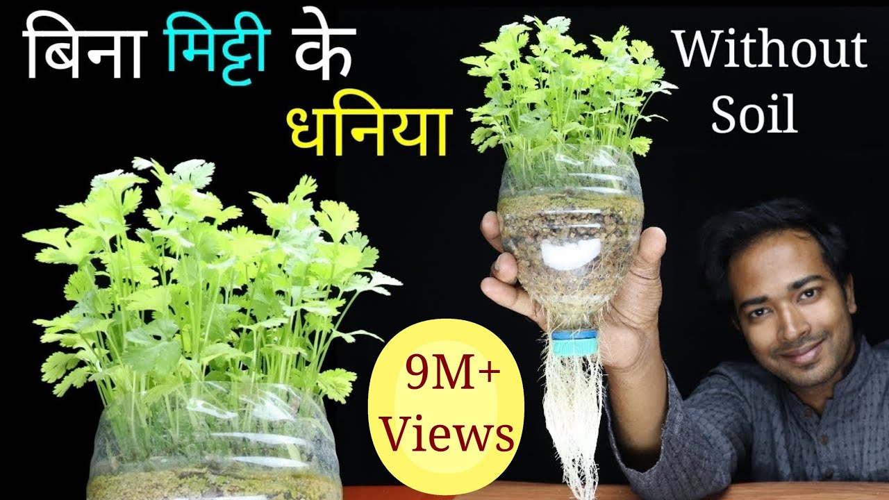How to grow coriander at home without soil | Grow coriander or Dhaniya in Pot