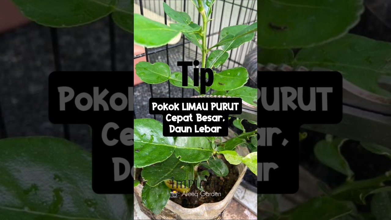 Tip POKOK LIMAU PURUT Cepat Besar& Daun Lebar