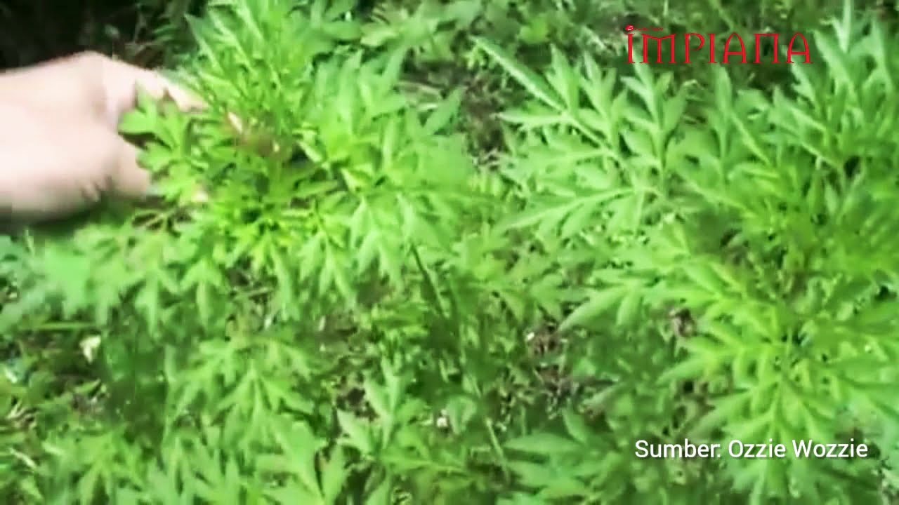 Tanam Ulam Raja Sendiri!
