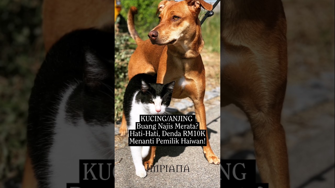 Kucing/Anjing Buang Najis Merata? Hati-Hati, Denda RM10K Menanti Pemilik Haiwan!