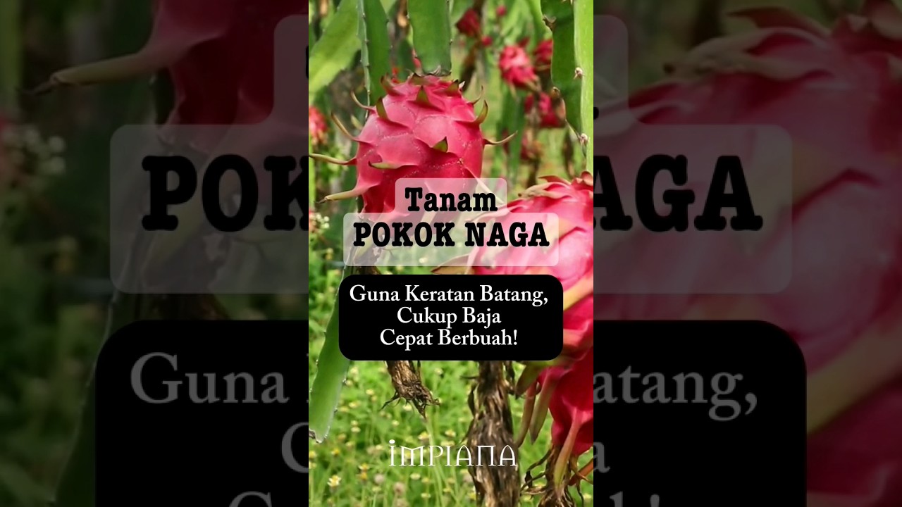 Tanam Pokok NAGA Guna Keratan Batang, Cukup Baja Cepat Berbuah!