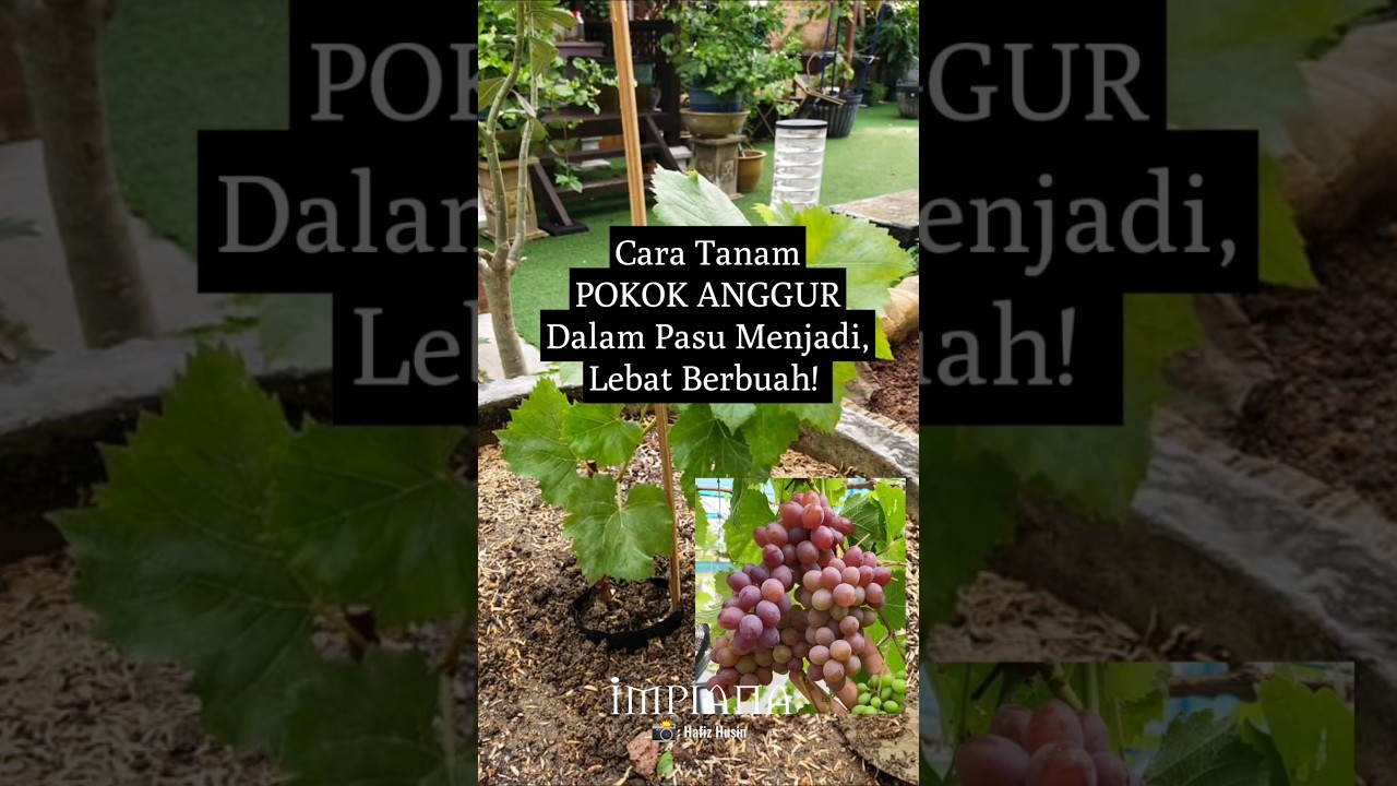 Cara Tanam Pokok ANGGUR Dalam Pasu Menjadi, Lebat Berbuah