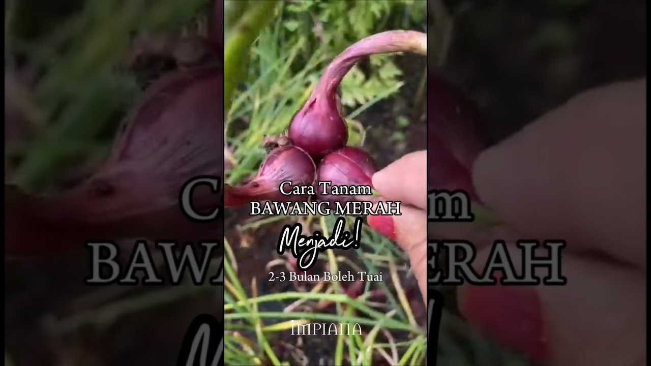 Cara Tanam Bawang Merah Menjadi! 2-3 Bulan Boleh Tuai
