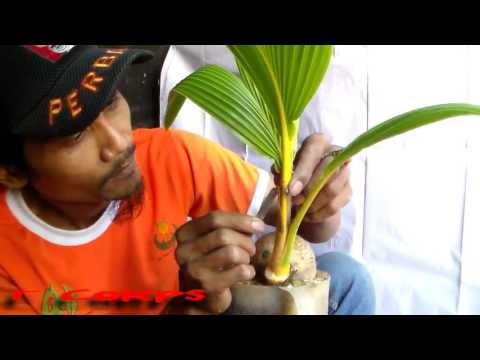 cara proses bonsai kelapa