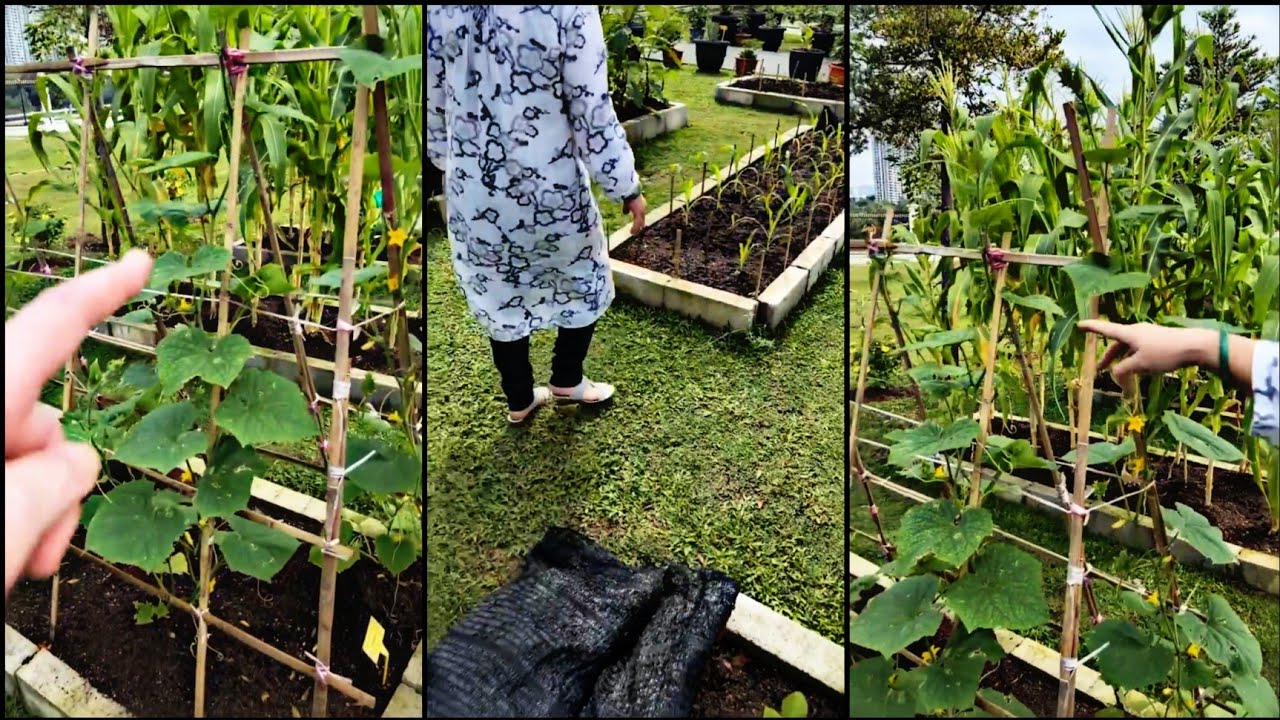 Kebun Sayur Tunku Azizah Di Istana Negara || Raja Permaisuri Agong