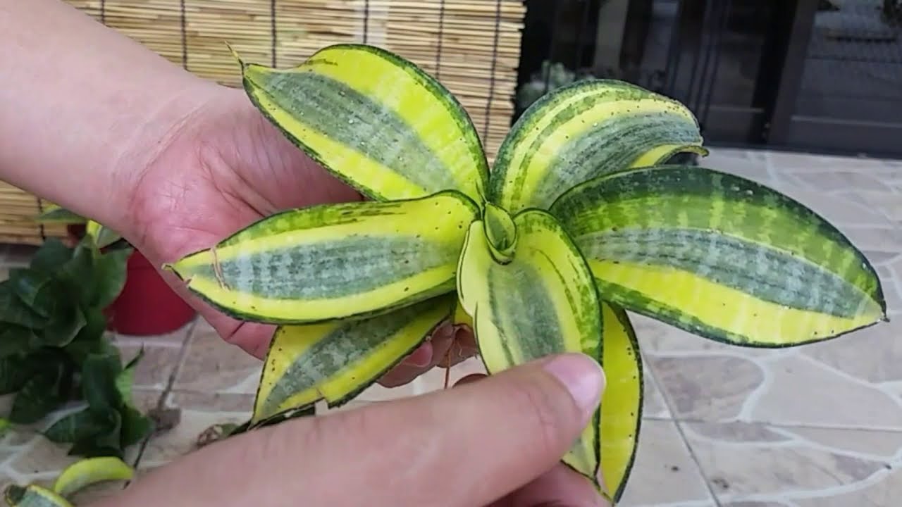 Snake Plant Leaf Cutting by Soil Propagation