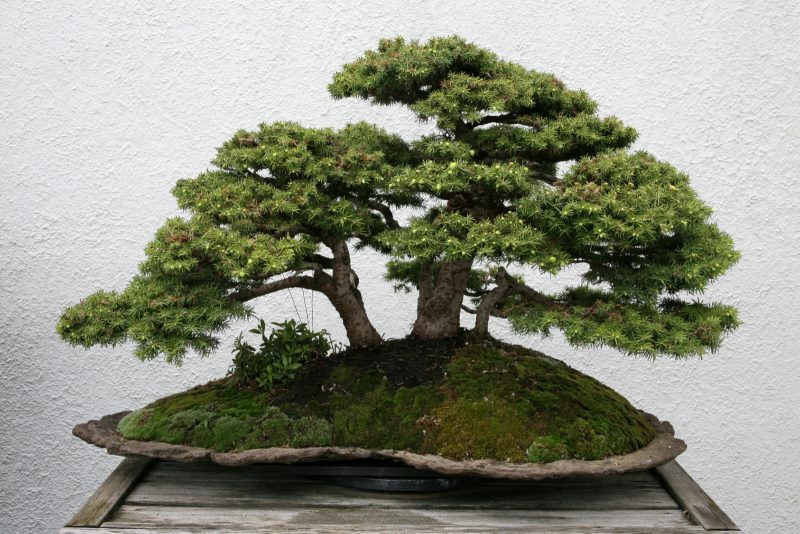 Rupa-rupanya Pokok Bonsai Termasuk Dalam Kategori Karya Seni. Patutlah Mahal.