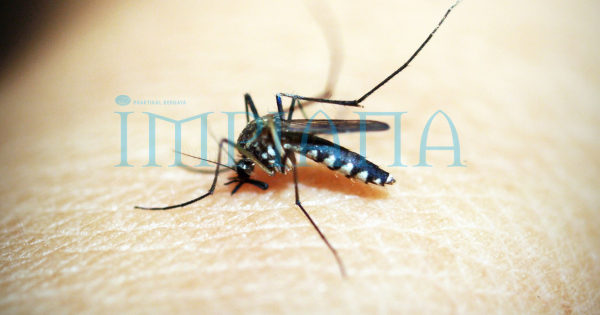 5 Cara Musnahkan Nyamuk Dalam Rumah Tanpa Guna Sebarang Bahan Kimia