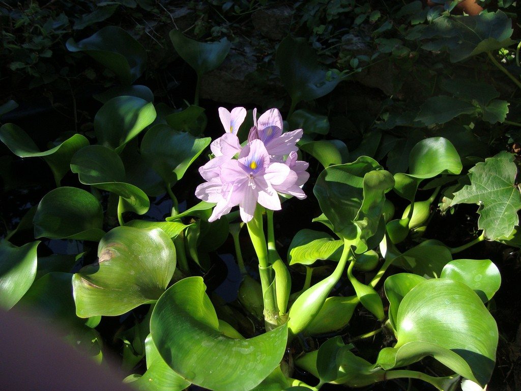 Nak Tanam Pokok Dalam Kolam? Ini Jenis Water Plants Yang Sesuai