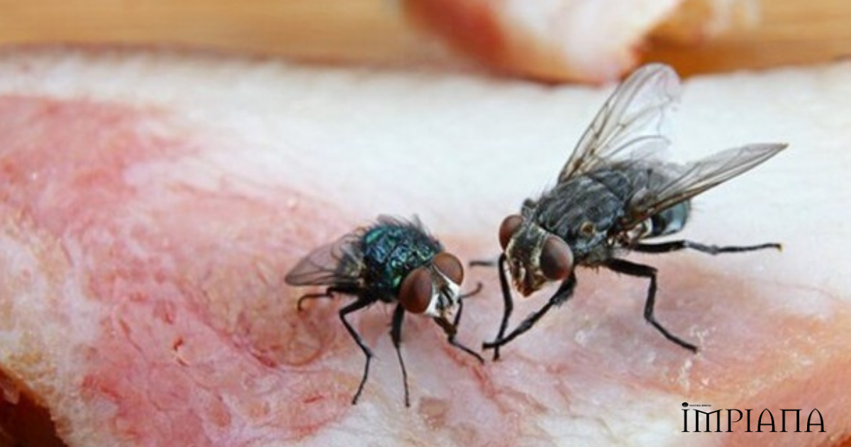 Petua Mudah Elak Makanan Tercemar Dengan Lalat Di Bulan Puasa