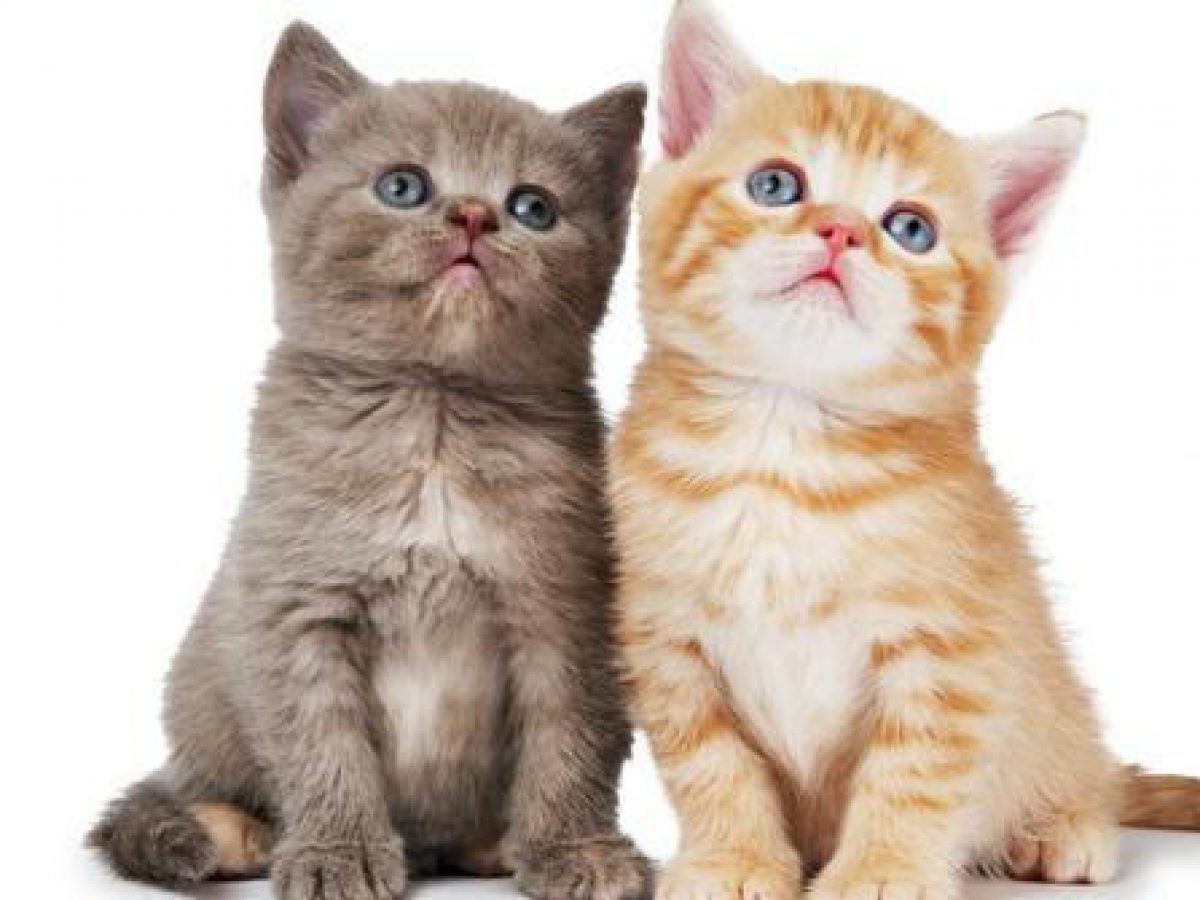 10 Tip Ini Berkesan Hilangkan Bau Kucing Di Dalam Rumah Impiana