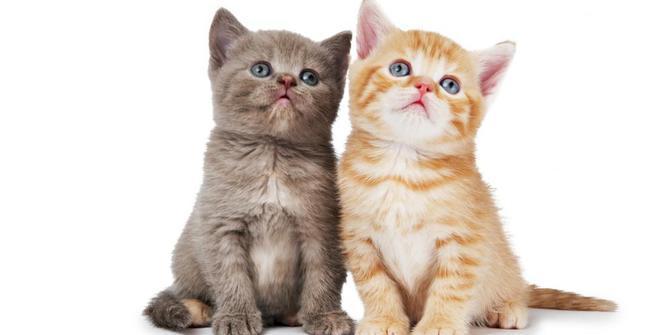 10 Tip Ini Dapat Hilangkan Bau Kucing Dalam Rumah