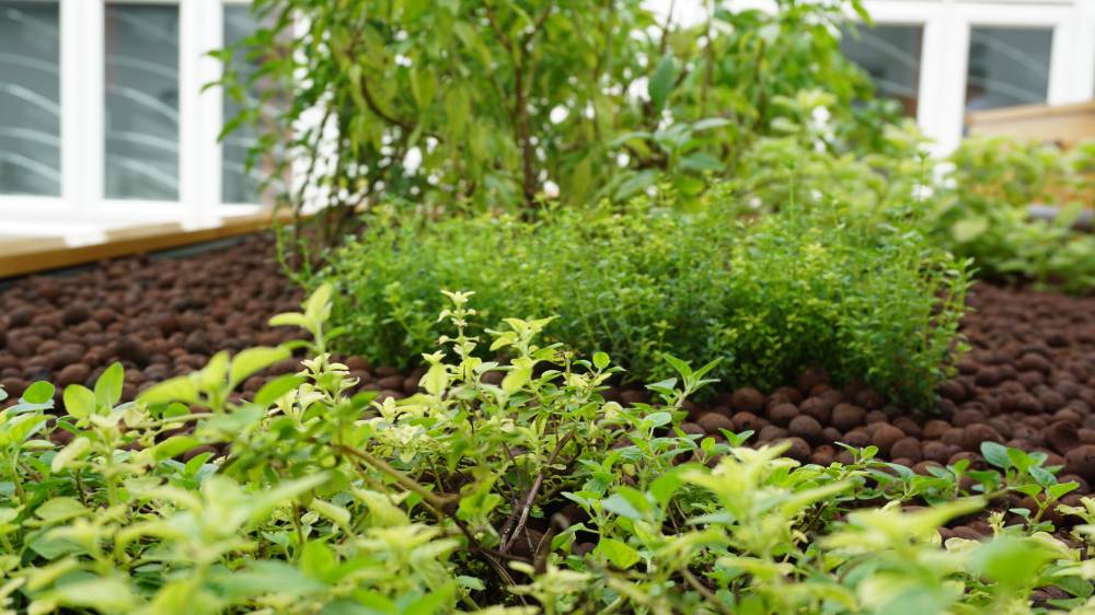Cara Kebun Organik Paling Mudah Dan Tak Perlu Siram