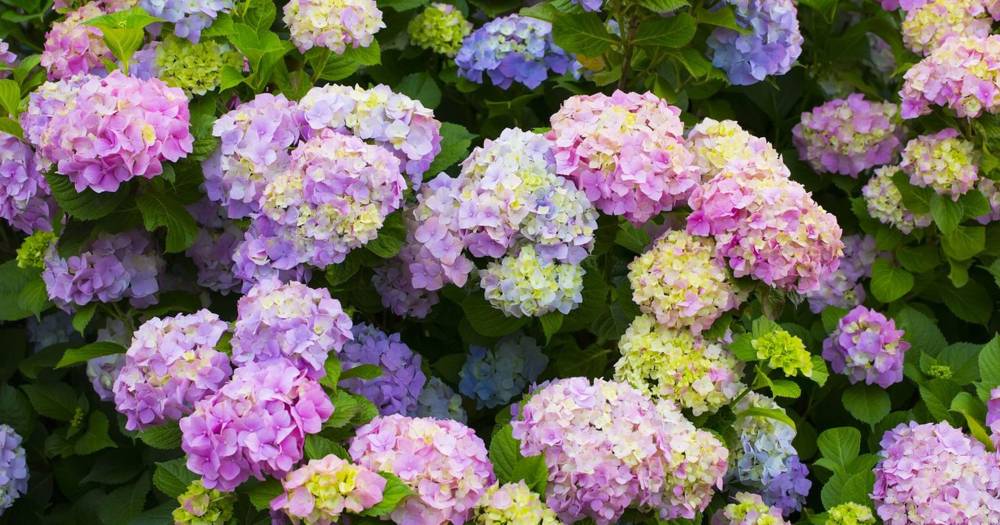 Guna Kapur Untuk Tukar Warna Bunga Hydrangea