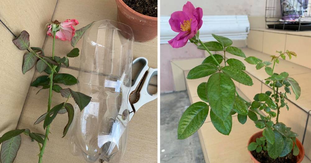 Cara Mudah Biak Bunga Ros Sendiri Dari Keratan Batang, Macam Ni Baru Cepat Berbunga