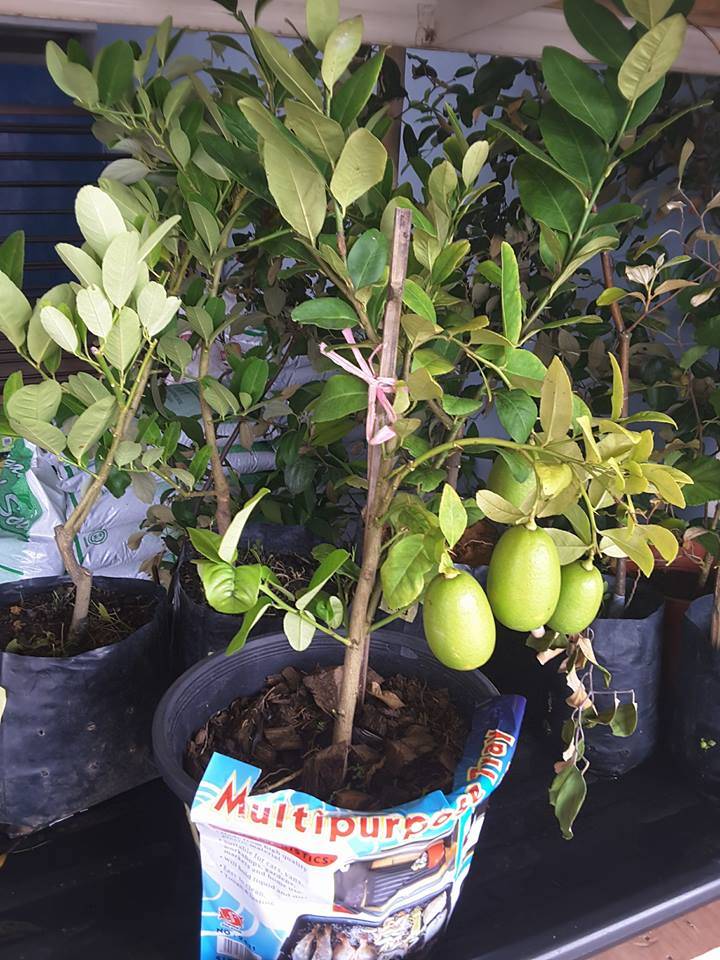 Pokok Lemon Malas Nak Berbuah Walaupun Usia Dah Lebih 3 Tahun, Cuba Bagi Baja Redbull