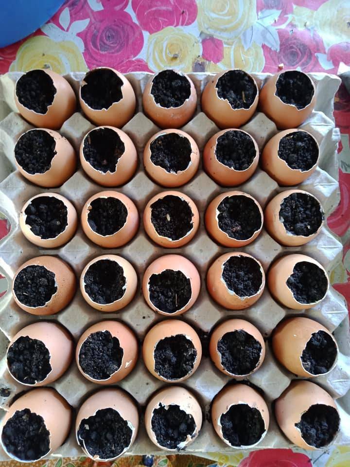 Semai Sawi Dalam Telur Kurangkan Risiko Tanaman Mati