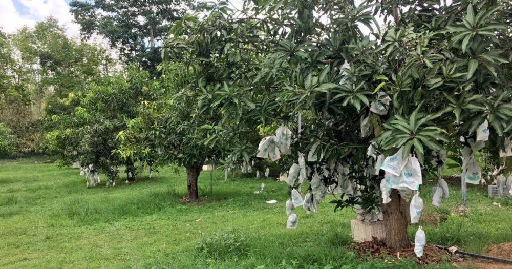 Ini Cara Halang Lalat Buah Dari Rosakkan Buah Mangga Anda