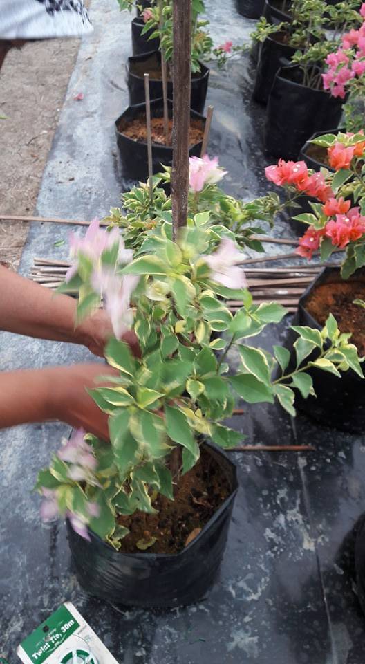 Teknik Biak Bunga Kertas Menjadi, Cepat Dan Lebat berbunga