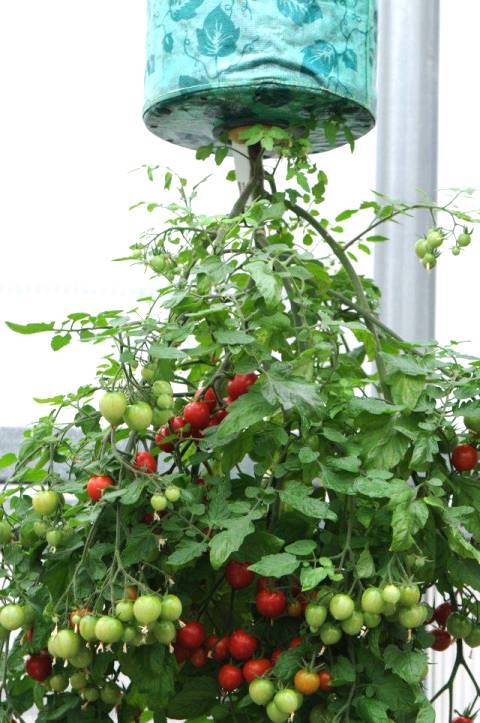 Tanam Tomato Secara Terbalik Guna Botol Mineral Je, Tapi Hasilnya Lumayan