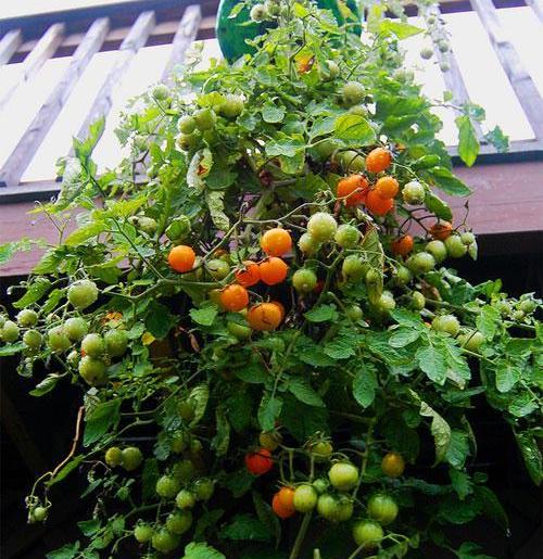 Tanam Tomato Secara Terbalik Guna Botol Mineral Je, Tapi Hasilnya Lumayan