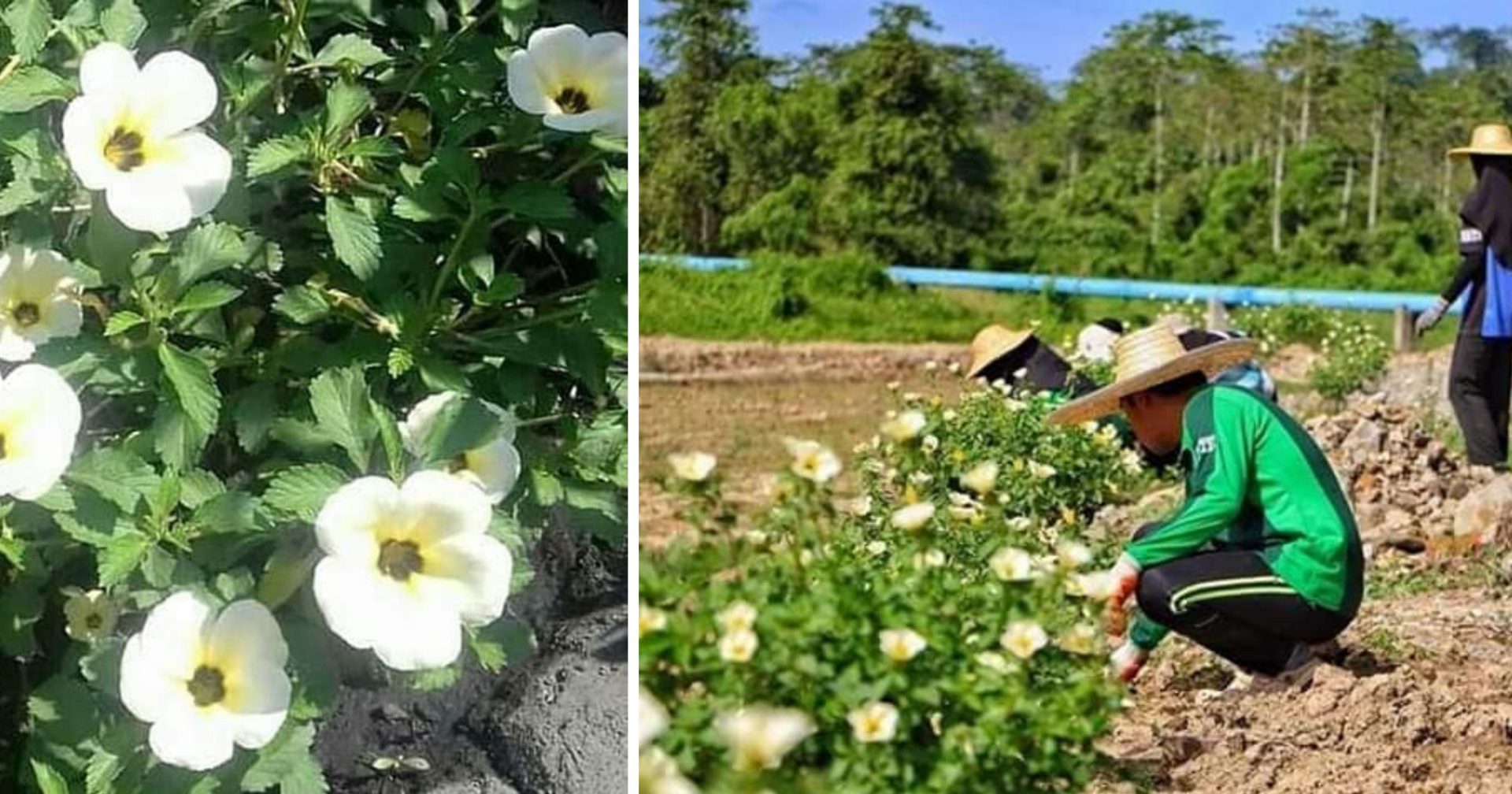 Pagar Pokok Bunga Pukul 10 Cegah Babi Hutan Rosakkan Tanaman Di Kebun