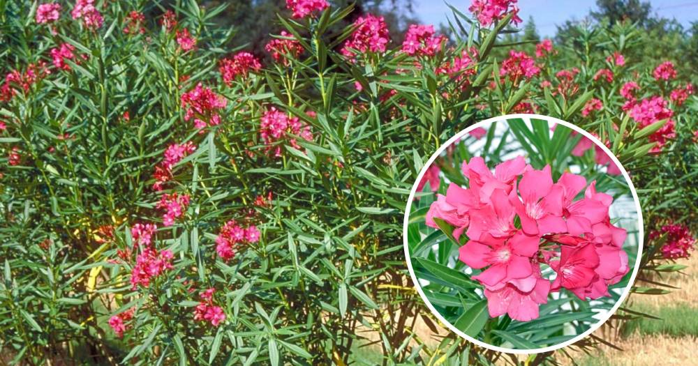 Elak Terkena Getah Pokok Bunga Oleander, Ia Boleh Menyebabkan Gangguan Fungsi Jantung