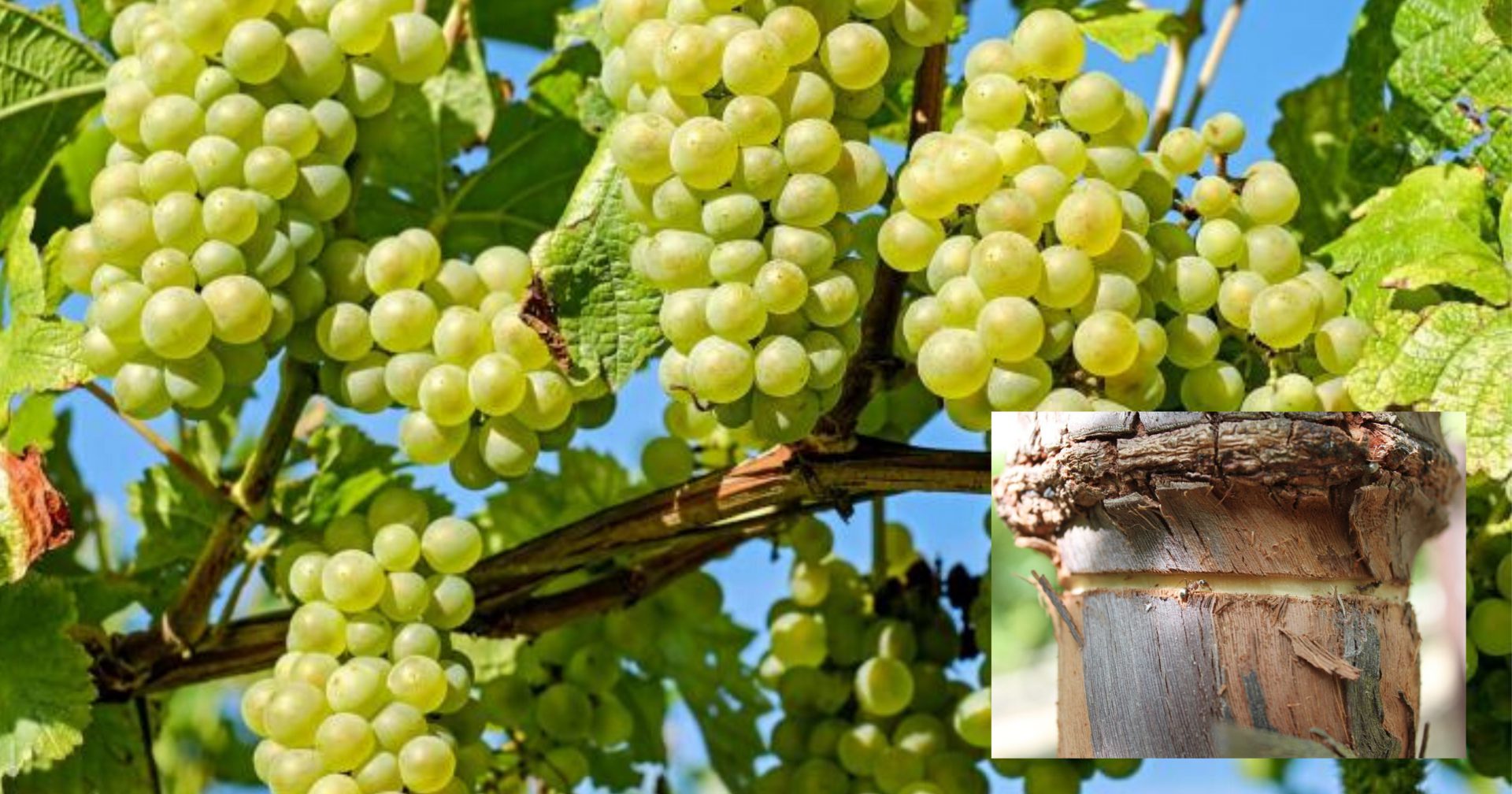 Pekebun Anggur Dah Lama Guna Teknik Tetak Pokok Anggur Untuk Hasilkan Buah Banyak