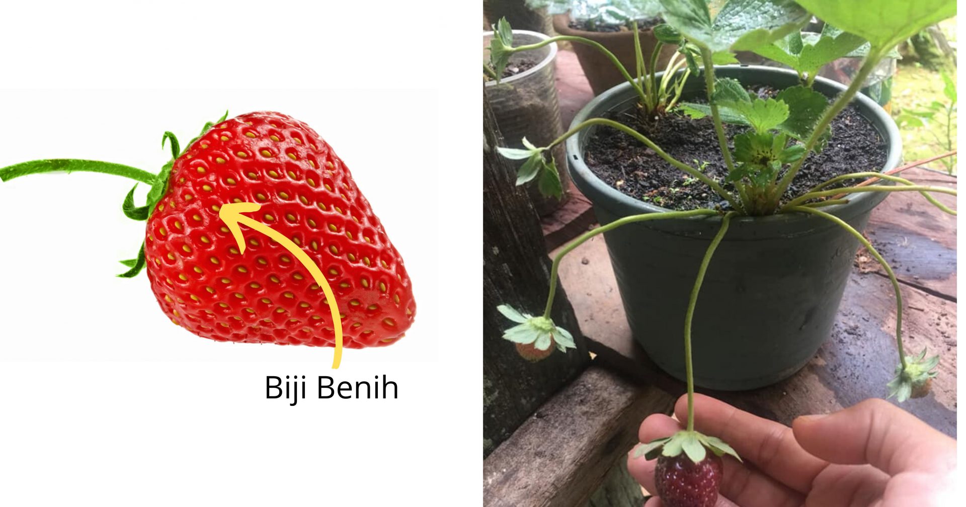 Step-By-Step Biak Pokok Strawberi Dari Biji Benih Memang Menjadi