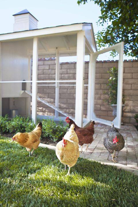 3 Tip Bela Ayam Di Pekarangan Rumah Tanpa Risau Bau Busuk Dan Setiasa Bersih