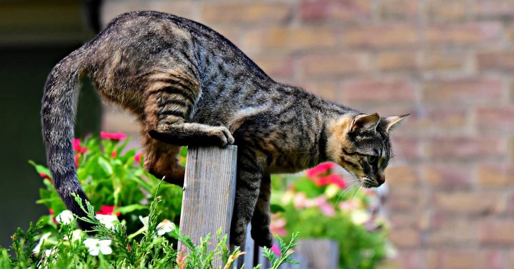 4 Petua Elak Kediaman Anda Jadi Tempat Melepak Dan Tandas Kucing Jalanan