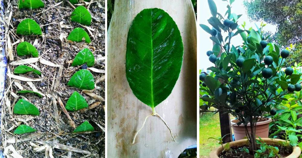 Biak Pokok Limau Dari Daun Matang Memang Menjadi