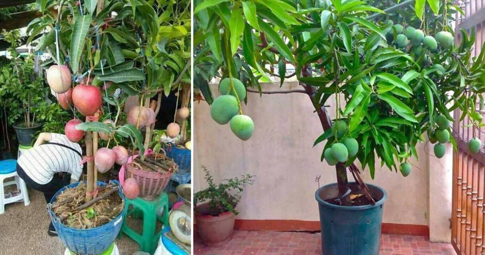 3 Langkah Mudah Tanam Mangga Dalam Pasu, Cepat Dan Lebat Berbuah