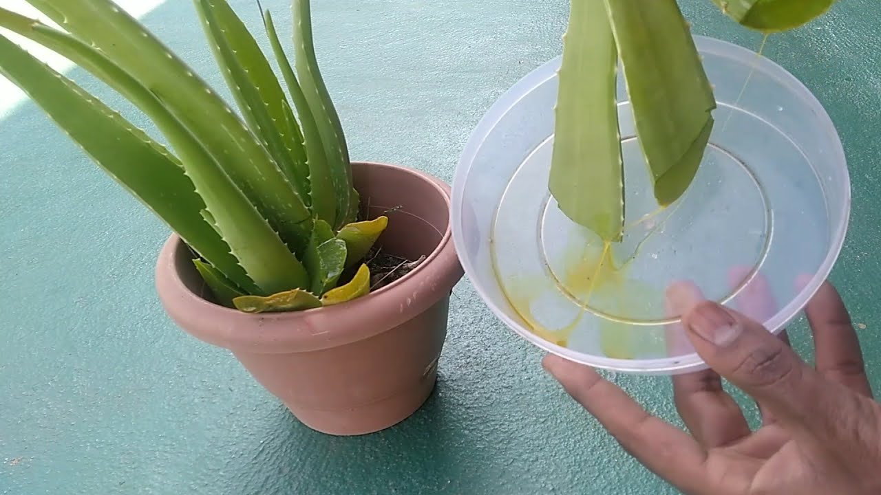 Bahaya Racun Aloe Vera, Sejauh Mana Kebenarannya? Ikuti Penjelasan Ahli Kimia Ini