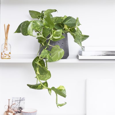 7 Jenis Tumbuhan Indoor Mudah Dijaga, Sesuai Untuk Kediaman Anda