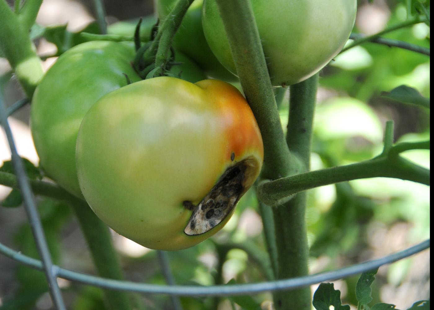 3 Punca Utama Buah Tomato Rosak Dan Tak Menjadi