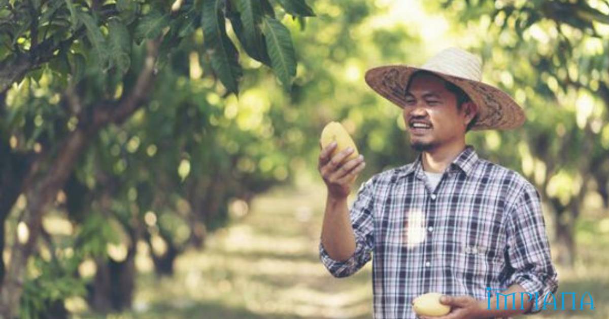 Teknik Halang Lalat Buah Dari Rosakkan Buah Mangga Anda