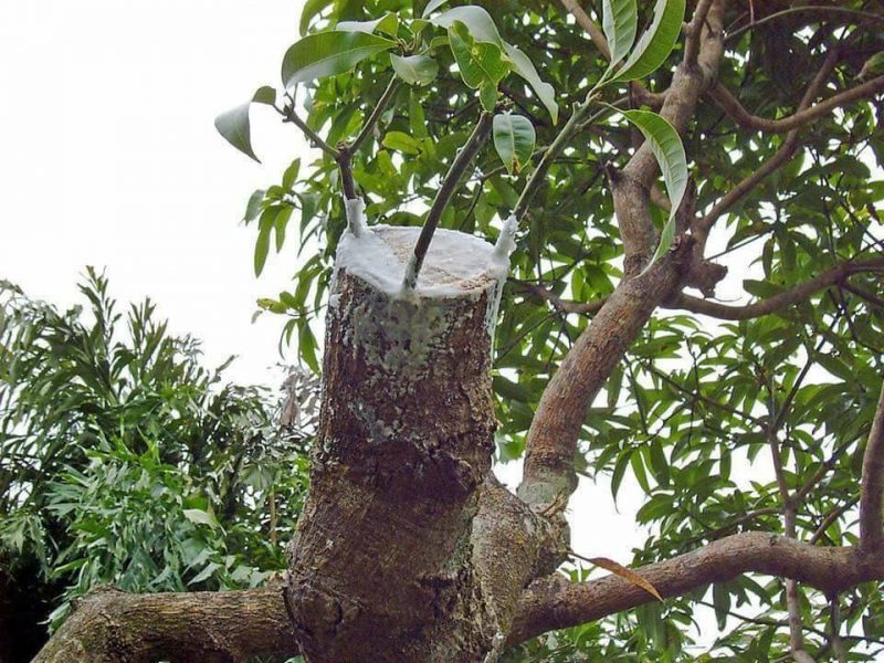 Pokok Dah Tua  dan Tak Berbuah, Cuba Buat Macam Ni