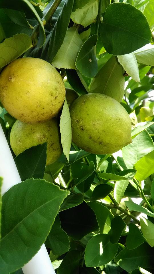 Resepi Baja Redbull Untuk Pokok Lemon Yang Kedekut Buah